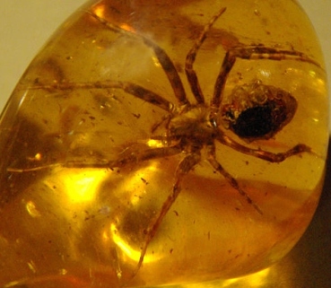 Spider in amber (Wikipedia Commons)